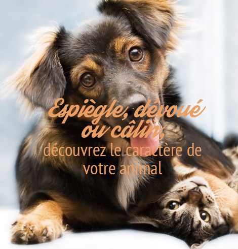 quel animal est insouciant